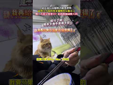 最近流行向貓咪許願要禮物面對主人提的要求貓咪的反應亮了 貓 萌寵 意外 有趣 搞笑 cat funny pets la…