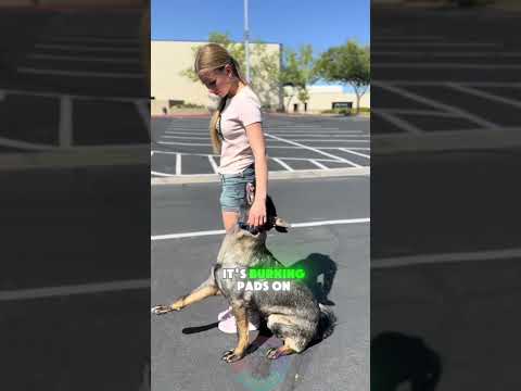 3 Mistakes German Shepherd Owners Make in Hot Weather dog p… サムネイル