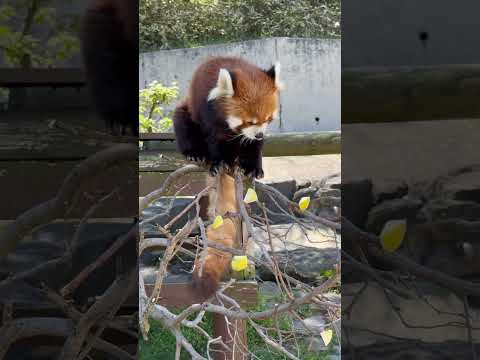 shorts 円実ちゃん リンゴ🍎は左前足でシッカリ握って食べます〜☺️ レッサーパンダ　大森山動物園にて　2026年…