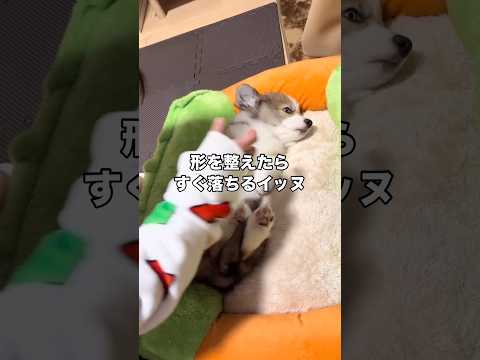 さすがに早すぎるってwww コーギー オッドアイ 子犬 shorts