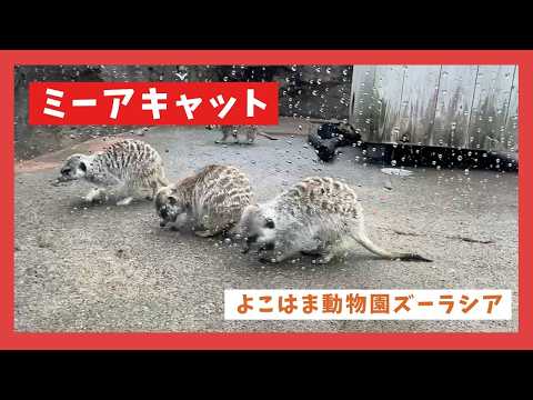 【よこはま動物園ズーラシア】ミーアキャット🐈🐈🐈 サムネイル