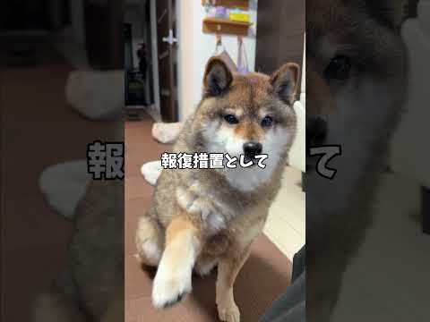 怒りの柴犬！病院連行への対抗手段はこれだ💢 サムネイル