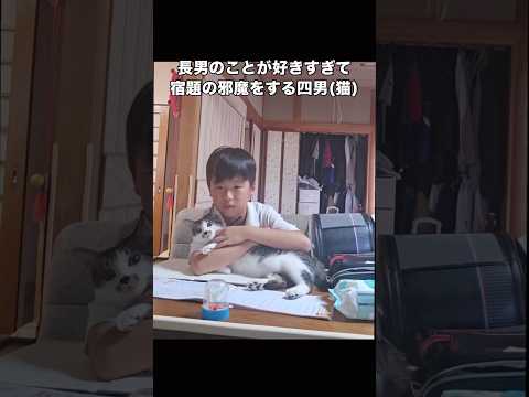 長男が宿題をしていたら四男が見事に腕の中に入り宿題の邪魔をしてきた 保護猫 子猫 ねこ動画 shorts サムネイル