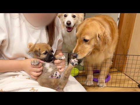 先住犬と目が合った瞬間怖くて、動けなくなっちゃった子犬...【ゴールデンレトリバー・ボーダーコリー】