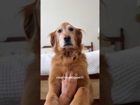 Golden retriver hug me india dog goldenretreiver dogbreed f… サムネイル