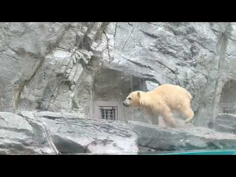 飛び駆け回るモモ太くん🤭　  ホッキョクグマの仔　秋田県男鹿水族館GAOにて2026年5月1日 サムネイル