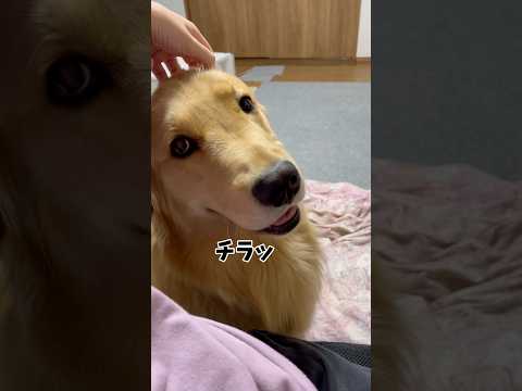 へへへへへへgoldenretriever ゴールデンレトリバー サムネイル