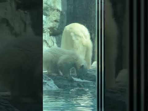 shorts モモ太のぉ〜帰っておいで〜〜💦　  ホッキョクグマ　秋田県男鹿水族館GAOにて2026年4月30日 サムネイル