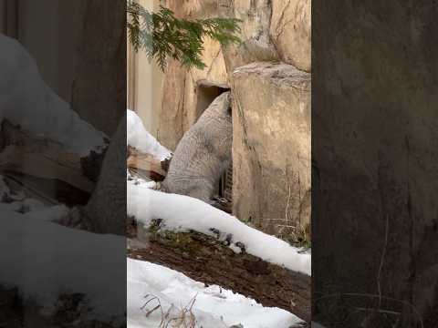 shorts アブちゃんいた❓　ナゴムくん　マヌルネコ　那須どうぶつ王国　2026年1月9日 サムネイル