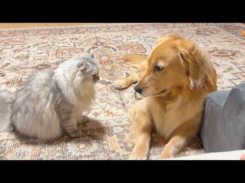 子猫を独占する大型犬に、とうとう怒り出した猫...【ゴールデンレトリバー・ボーダーコリー】
