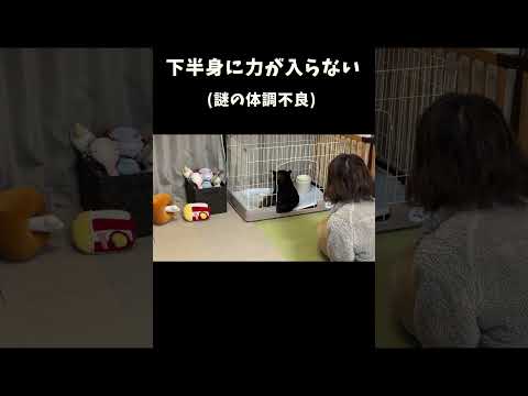 下半身に力が入らない サムネイル