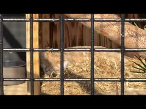 ジウちゃん🥹あぁかわいい🥰　スナネコ　ごかつら池どうぶつパークにて　2026年1月24日 サムネイル