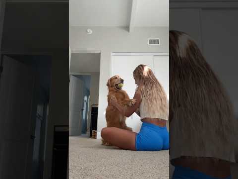 coming home to my golden retriever🥵goldenretreivers dog pup… サムネイル