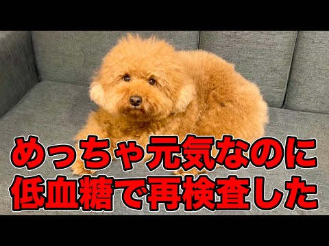 【なんで？】ふだん暴れてるのに健診でまさかの項目で引っかかり再検査してきました。 サムネイル