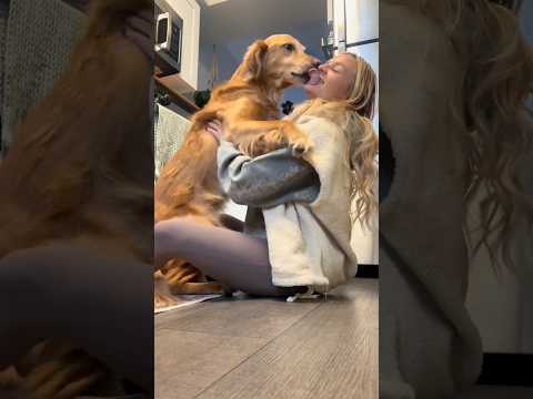 Come to my golden retriever 2026blonde goldenretreiver dogb… サムネイル