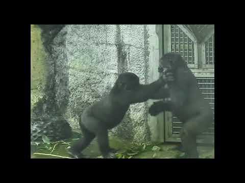 gorilla Tayari 15y2 old mom & son Jabali 5y6m old & nephew…