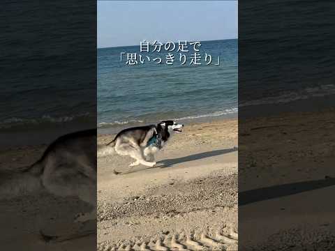 3ヶ月で3000頭以上のワンちゃんへ届いたフード柴犬＃シベリアンハスキープレミアムフード サムネイル