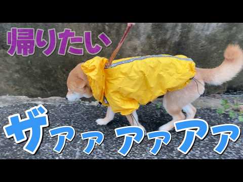 【濡れ柴小夏】雨足が強すぎて心が折れそう サムネイル