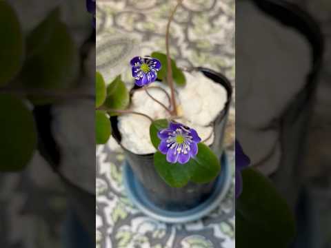 shorts 雪割草が綺麗です♪ サムネイル