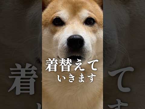 今年の春のお花見コーデ 柴犬 サムネイル
