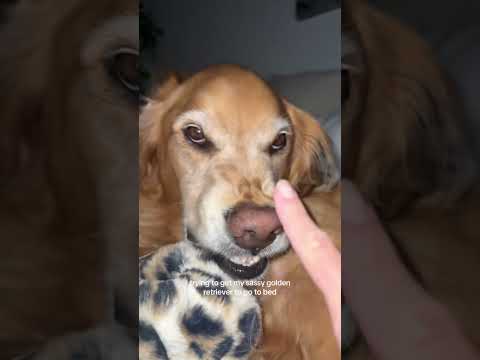 coming home to my golden retriever🥵 goldenretreiver dog ind…