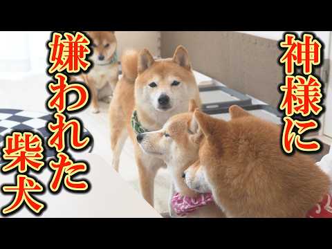 説教・マウント・暴行・・・何もかもが上手くいかない柴犬の八つ当たりが可愛すぎました。 サムネイル