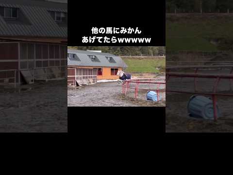 めっちゃ遠くから他の馬にみかんあげてたのに食いしん坊にバレたwww 馬 乗馬 白馬 shorts サムネイル
