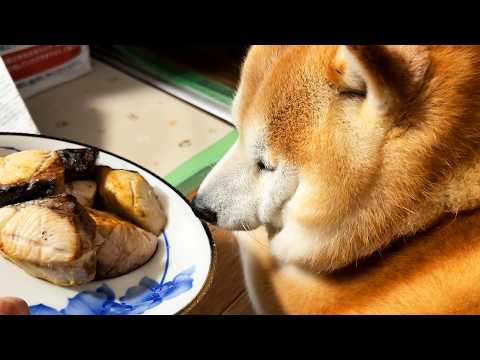 ぶり大根をむくむく顔で見学するも、いいにおいが届くと口をちゃぷちゃぷしてしまう柴犬 サムネイル