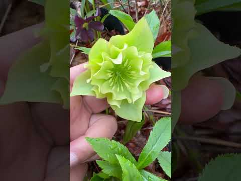 shorts クリスマスローズが咲きました〜　2026年4月10日 サムネイル