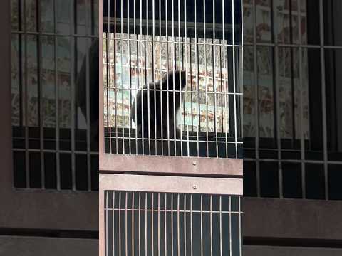 shorts ササっと登ってチャチャっと帰って行く🤭　エルくんとミーニャちゃんの息子たち　マヌルネコ　東山動植物園にて… サムネイル