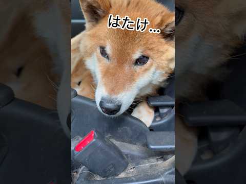 ’26.6.4 力丸は畑が大好き！ 柴犬 shibainu 柴犬のいる暮らし 柴犬の日常 車中泊犬 お散歩 力丸