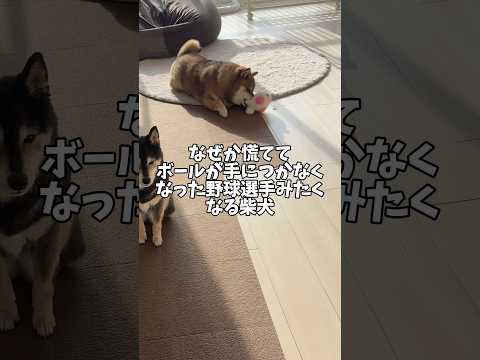おもちゃ咥えてあたふたする柴犬をご覧ください😌