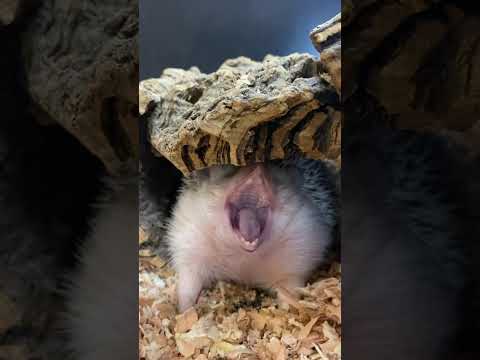 思いっきりあくびをするハリネズミ♫#shorts #ハリネズミ #動物 サムネイル