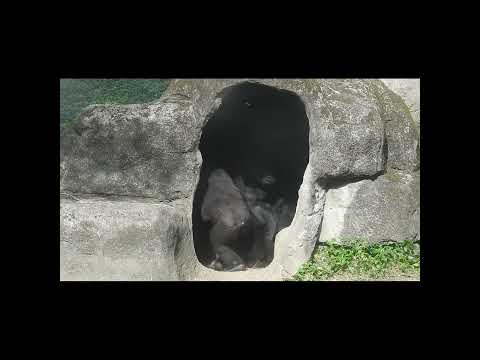 little gorilla brothers chase. Jabali 5y1m old & Ringo 4y6m… サムネイル