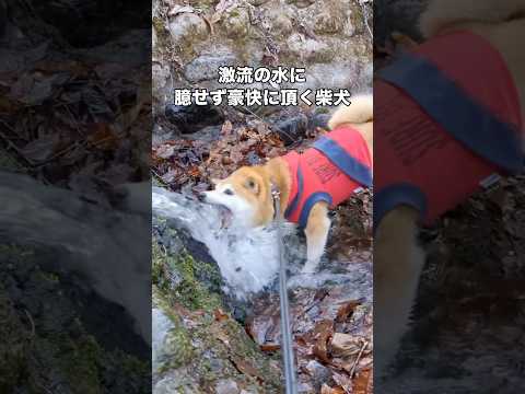 お山の湧き水を豪快にいただく柴犬の勇ましさよ 柴犬 柴犬のいる暮らし 赤柴 shorts サムネイル