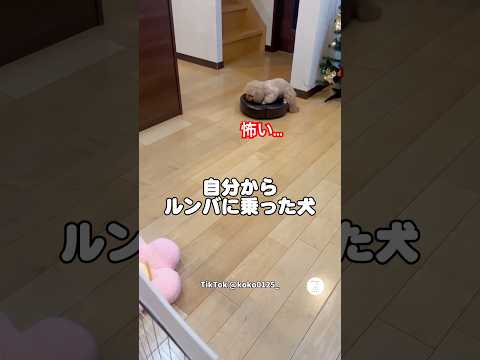 自分からルンバに乗ったのに、被害者みたいな顔してる犬😂　　　　　　　　　　　　　　　　　犬　犬のいる暮らし 面白い犬… サムネイル