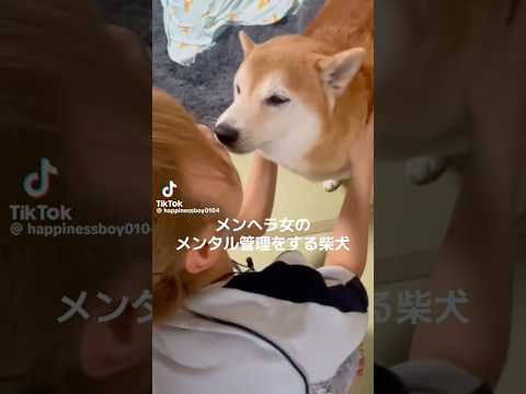 柴犬福 メンヘラ姉のメンタル管理する柴犬🤣Sis and Shiba🤣【懐かし動画】姉と柴 shorts 柴犬 jap…