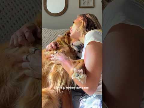 coming home to my golden retriever🥵goldenretreivers dog pup… サムネイル