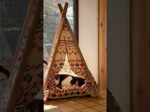 shorts クコくんはキャンプ⛺️中〜🤭⁈ ワンニャンリビング　那須どうぶつ王国にて　2026年4月11日 サムネイル