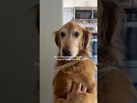 coming home to my golden retriever🦁goldenretriever viral yo… サムネイル