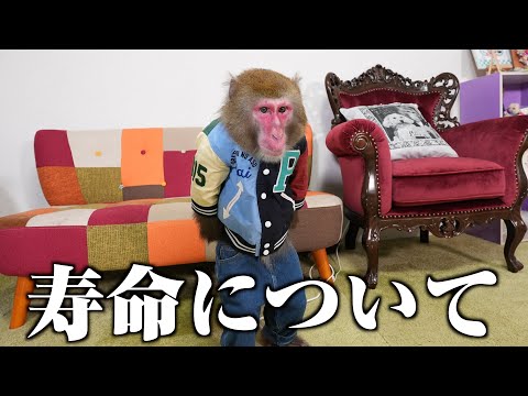 ニホンザルの平均寿命が近づいてきて思うこと サムネイル