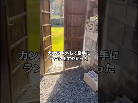 賢すぎて自力でカンヌキ外してランに出てしまったサモエド。どうしたものか。 サモエド 大型犬 超大型犬 shorts サムネイル