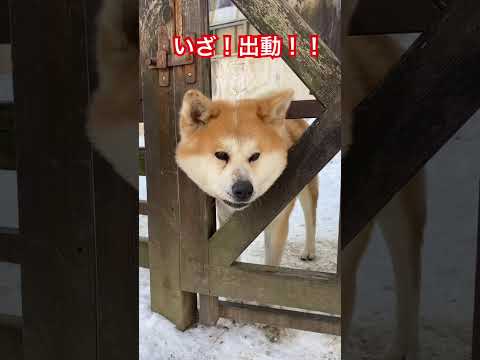 消防車のサイレンに反応する秋田犬宗春くん♪動物 秋田犬 犬 サムネイル