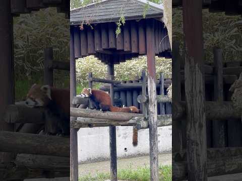 shorts ひなたくん 円実ちゃんが寝ている鼻先に‥💩　レッサーパンダ　　大森山動物園にて　2026年5月3日 サムネイル