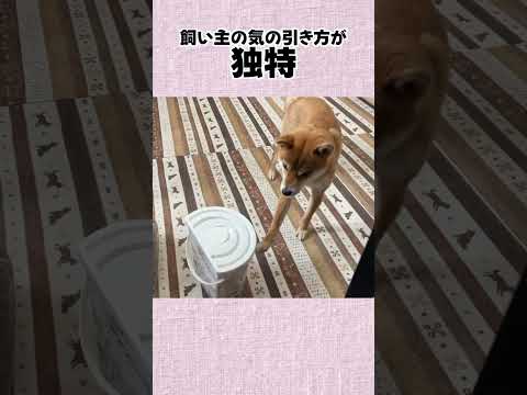 飼い主の気の引き方が 独特 神戸 柴犬 shibainu shiba サムネイル