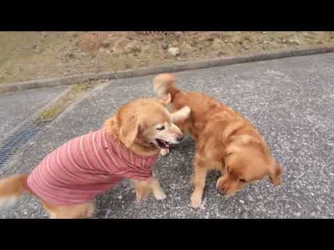 散歩が嬉しいゴールデンレトリバー親子 サムネイル