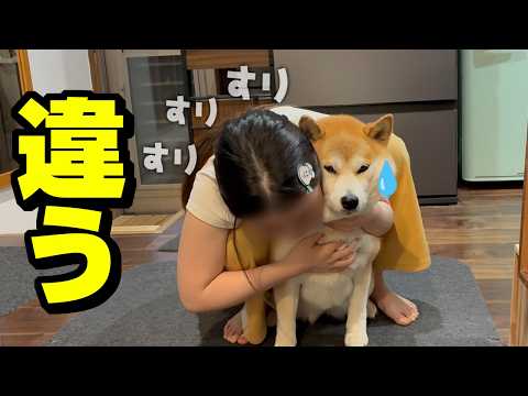 大好きな兄じゃなく娘が帰宅したらあからさまに気まずそうにする柴犬 サムネイル