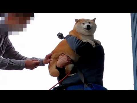 娘よ・・あとは頼んだぞ・・【💉本日、狂犬病予防接種💉】