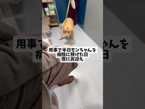 半日ぶりの再会goldenretriever ゴールデンレトリバー サムネイル