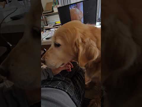 「自分で出てや」横にしておいた椅子に捕まった子猫のキビ。 子ネコ 癒し 大型犬のいる生活 サムネイル